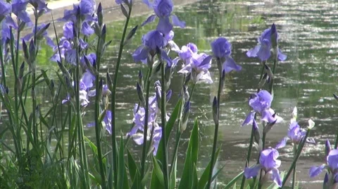 Flower Vídeos de archivo 8685821