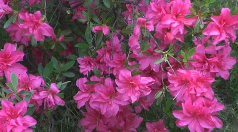 Flower Vídeo Stock 8685833