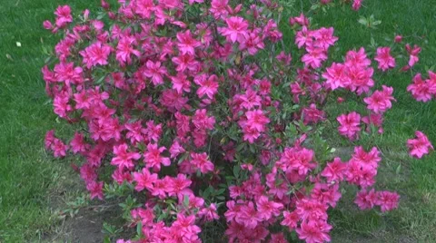 Flower Video stock 8685836