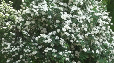 Flower Stock Footage 8685926
