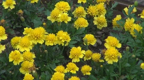 Flower Stock-Footage 8763130