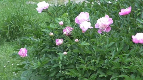 Flower Vidéo 8763197