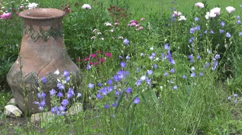 Flower Stock-Footage 8763346