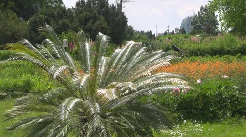 Flower Видео 8763485