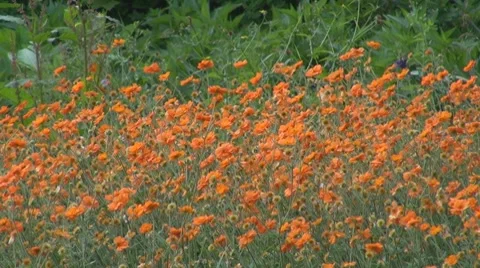 Flower Video stock 8763486