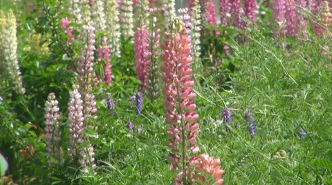 Flower Видео 8763492