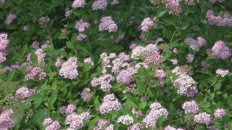 Flower Vídeos de archivo 8763615