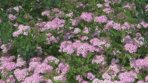 Flower Stockbeeldmateriaal 8763625