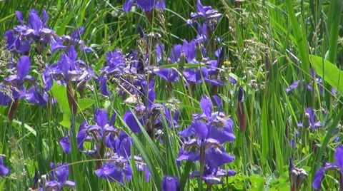 Flower Vídeos de archivo 8763630