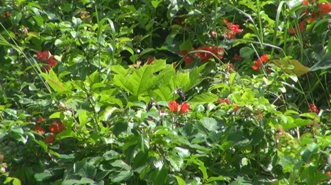 Flower Stock Footage 8763670