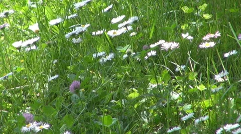 Flower Stock Footage 8763683