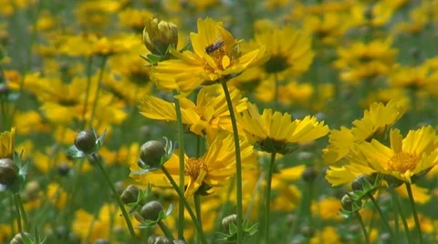 Flower Stock Footage 8763686