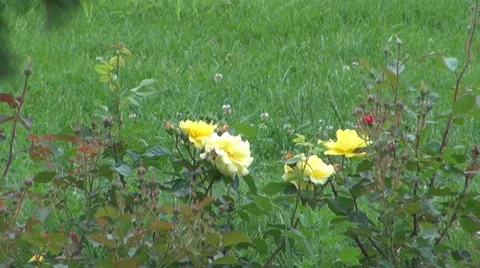 Flower Video stock 8763693