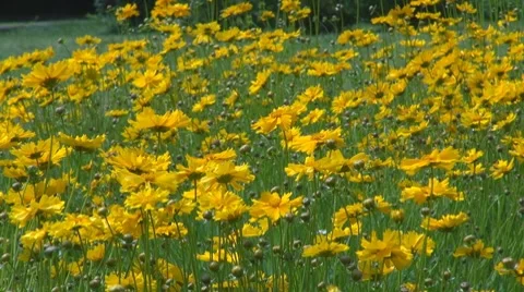 Flower Видео 8763704
