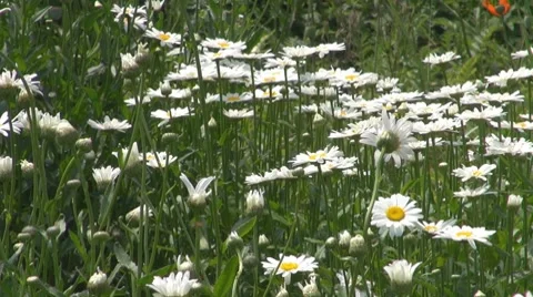 Flower Video stock 8763760