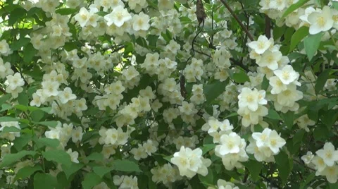 Flower Видео 8763894