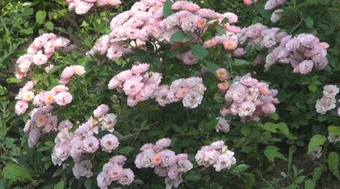 Flower, Vidéo 8763916