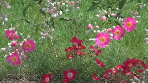 Flower, Video stock 8763962