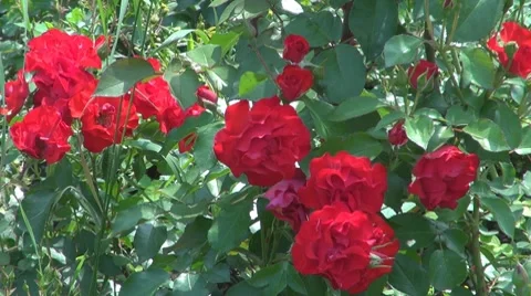 Flower, Vidéo 8764002