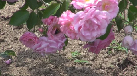 Flower, Stock Footage 8766333