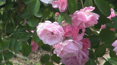 Flower, Video stock 8766334