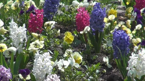 Flower Видео 8766423