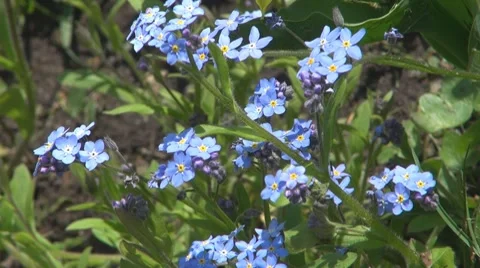 Flower Видео 8766427