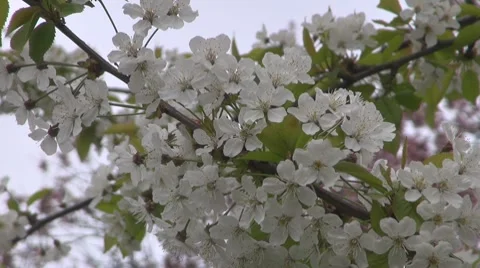 Flower Vídeos de archivo 8766439