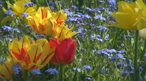 Flower Video stock 8766451