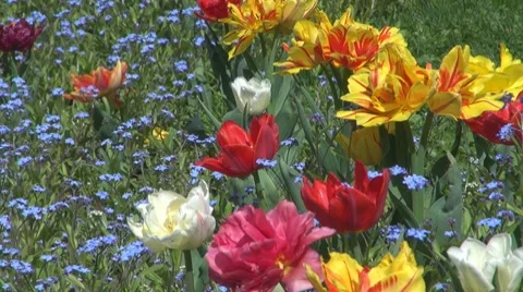 Flower Видео 8766529