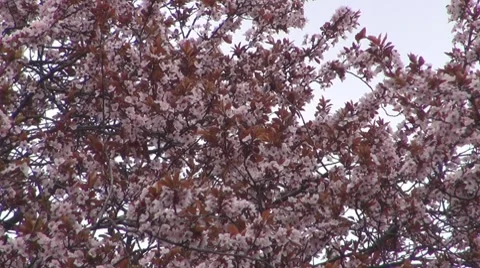 Flower Video stock 8766600