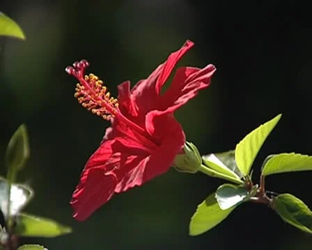 Flower Stock Footage 8838923