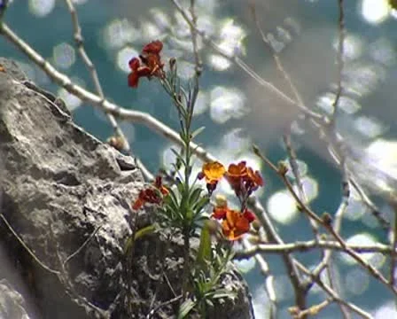 Flower Stock Footage 8849244