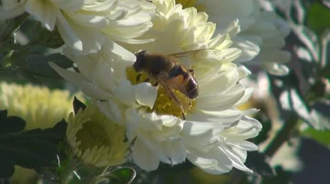 Flower Video stock 8895486