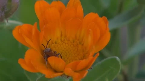 Flower Stock-Footage 8895504