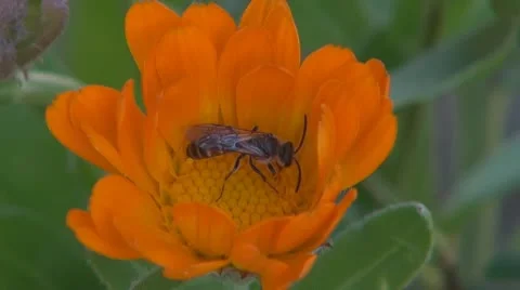 Flower Vídeos de archivo 8895510