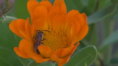 Flower Видео 8895517