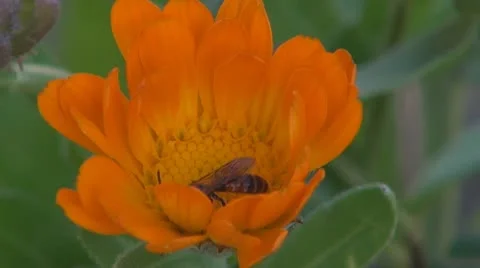 Flower Stock-Footage 8895579