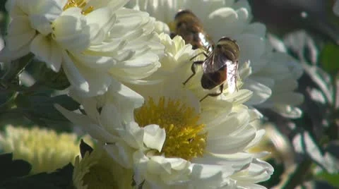 Flower Video stock 8895602