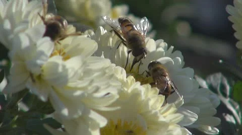 Flower Stock Footage 8895609