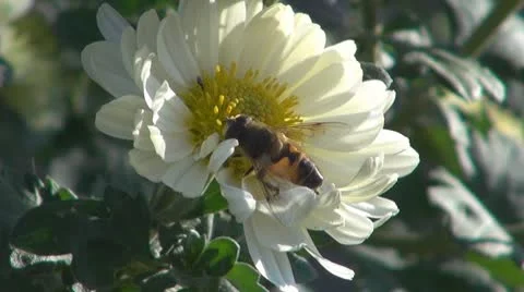 Flower Видео 8895620