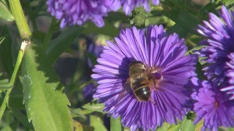 Flower Stock-Footage 8895645