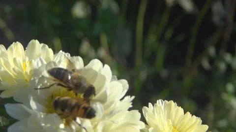 Flower Видео 8907015