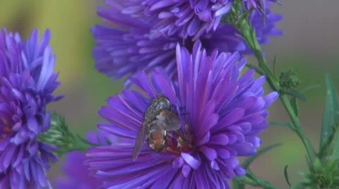 Flower Stock-Footage 8907057