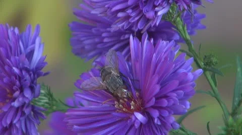 Flower Vídeos de archivo 8907064