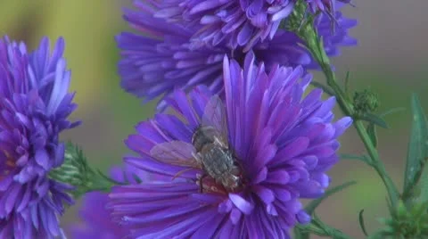 Flower Stock-Footage 8907088