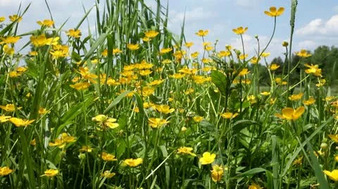Flower Stock Footage