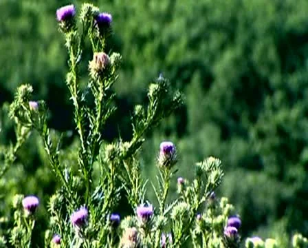 Flower Stock Footage 10571355