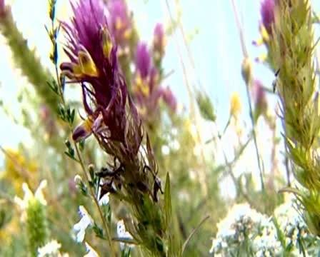 Flower Stock Footage 10571359
