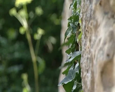 Flower Stock Footage 10571360